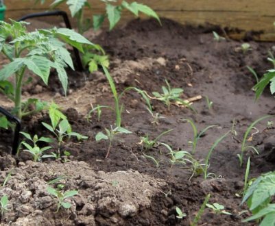 Як правильно зробити автоматичний крапельний полив для теплиці