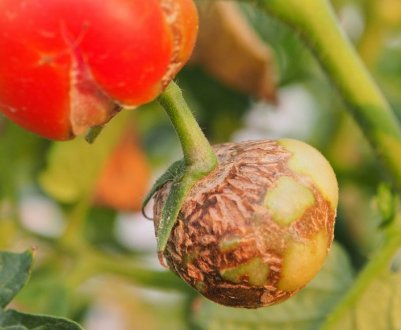 Гниють помідори в теплиці: можливі причини і їх усунення