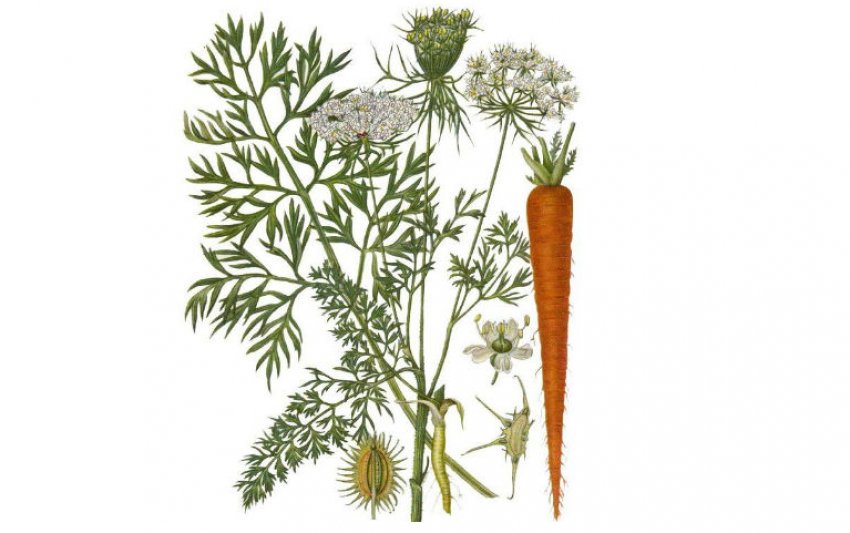 Моркву Моркву