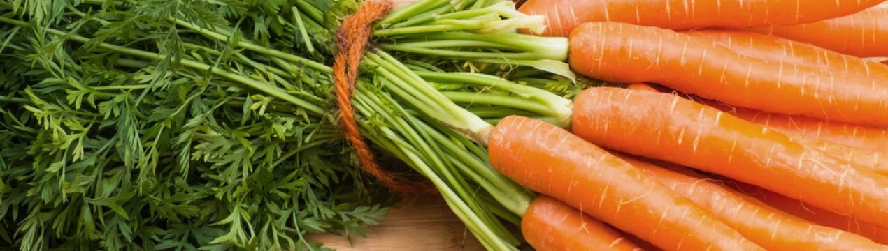 После каких культур сажать морковь в открытом грунте?