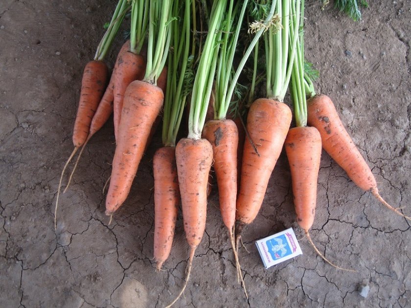 Лучшие сорта моркови абако: посадка и уход