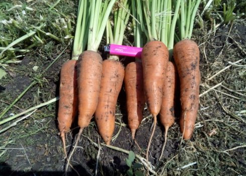 Характеристика моркви сорту Абак