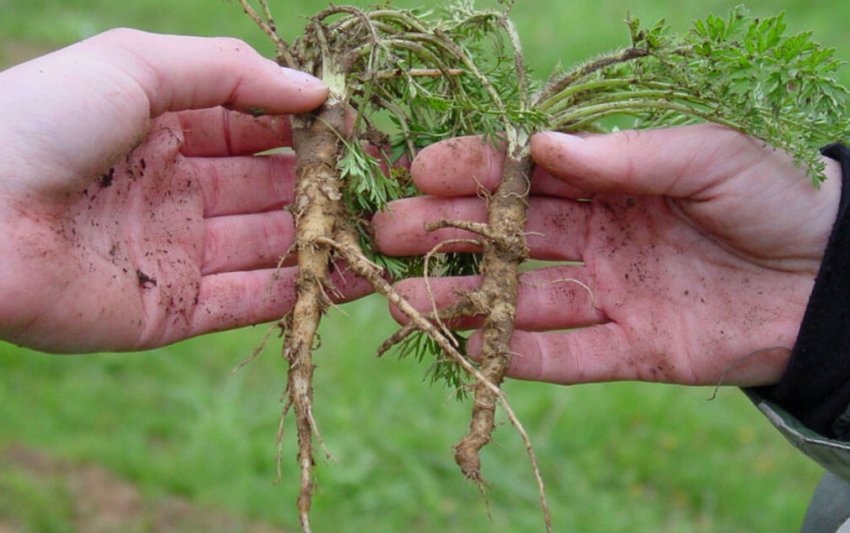 Плоди дикої моркви Плоди дикої моркви