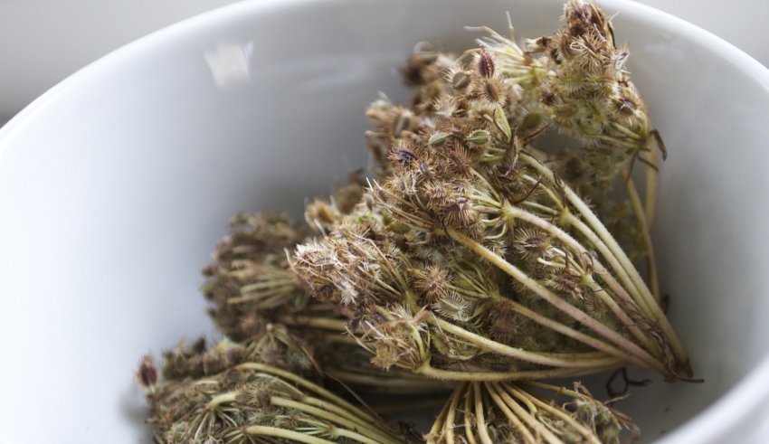 Насіння дикої моркви Насіння дикої моркви