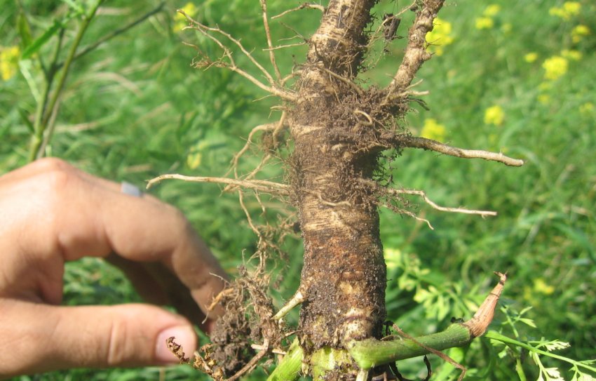 Коренеплоди дикої моркви Коренеплоди дикої моркви