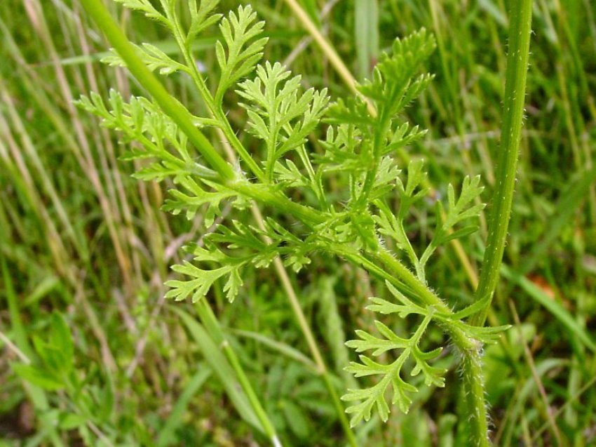 Листя дикої моркви Листя дикої моркви