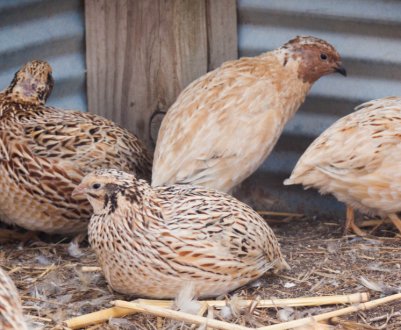 Що потрібно робити, щоб перепілки не клювали один одного