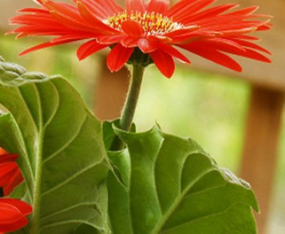 Вирощування гербери з насіння в домашніх умовах