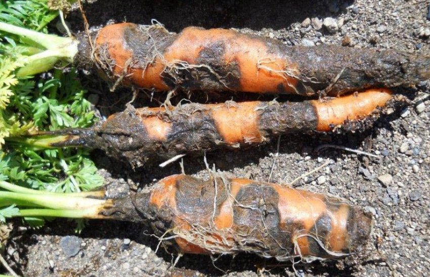 Ризоктоноз моркови