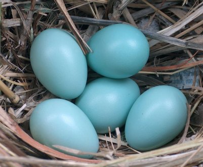 Які кури несуть блакитні яйця?
