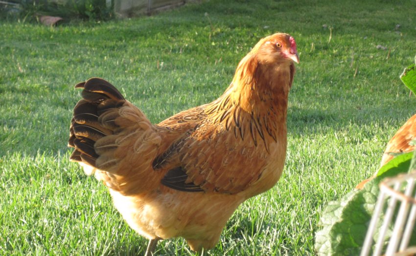 Оливковий Еггерс