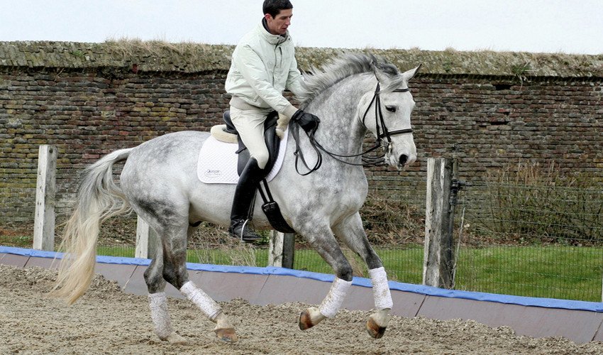 Галоп назад Галоп назад