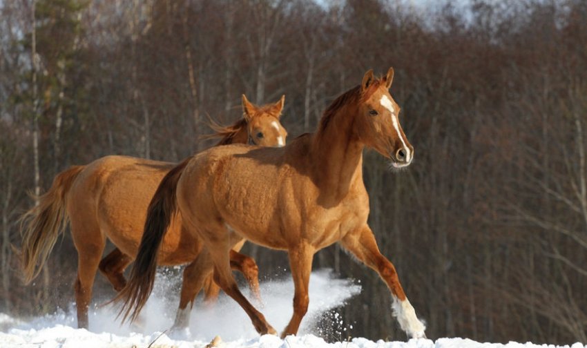 Донський кінь Донський кінь