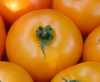 Помідори Апельсин: опис, технологія вирощування