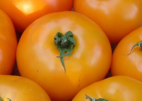Помідори Апельсин: опис, технологія вирощування