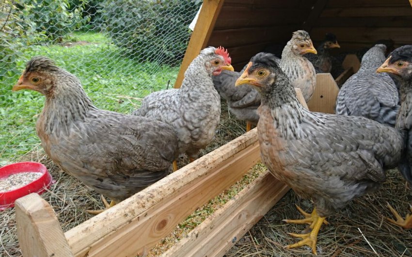 Кури Легбар