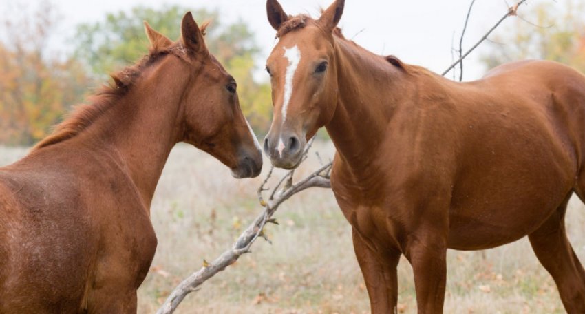 Донські коні Донські коні