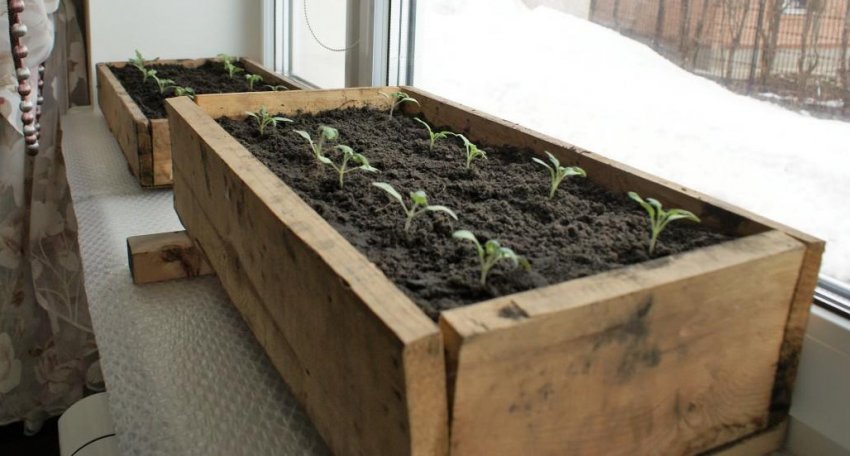 Ящики для розсади