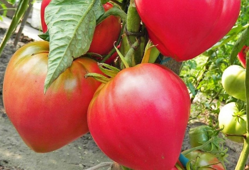 Томат Абаканський рожевий