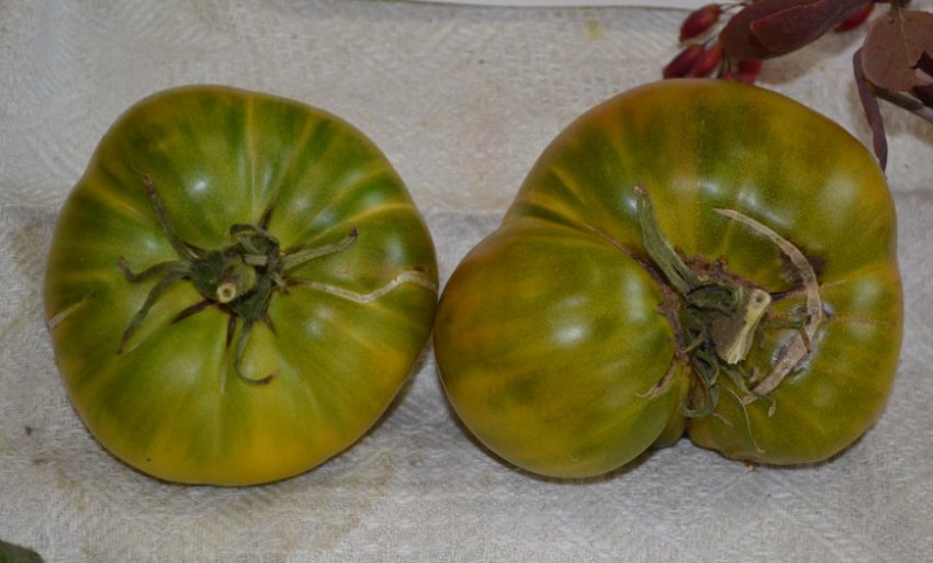 Помідор Абсент