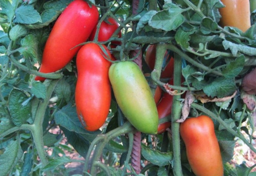 Томат Ад'ютант