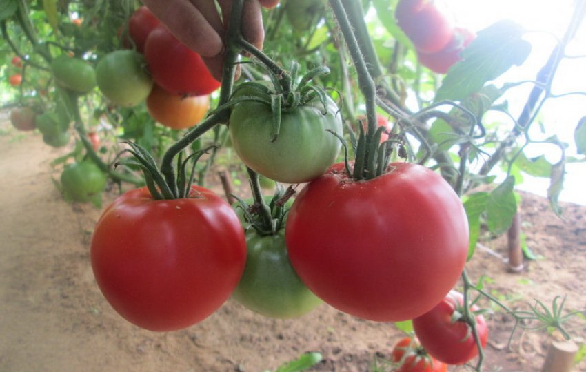 Азорський червоний Невеса