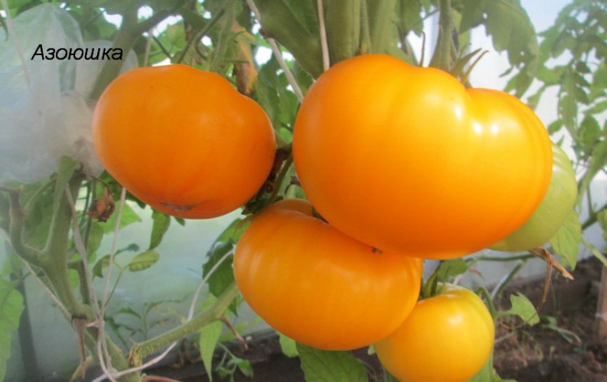 Томат Азоюшка