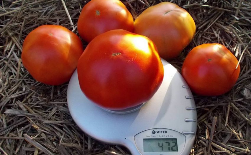 Помідори Академік Сахаров