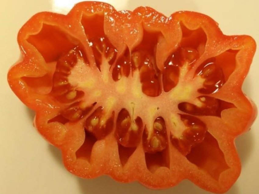 Акордеон рожевий