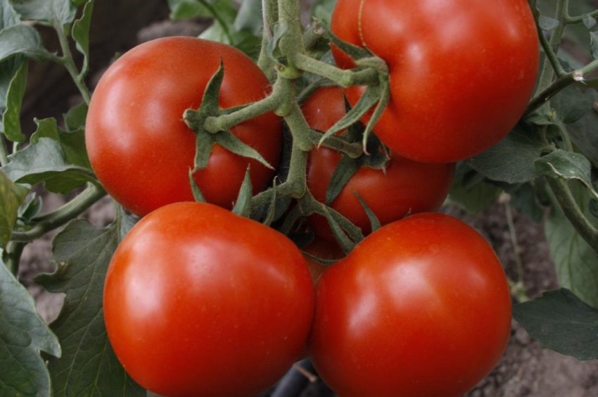 Томат Олександр Великий
