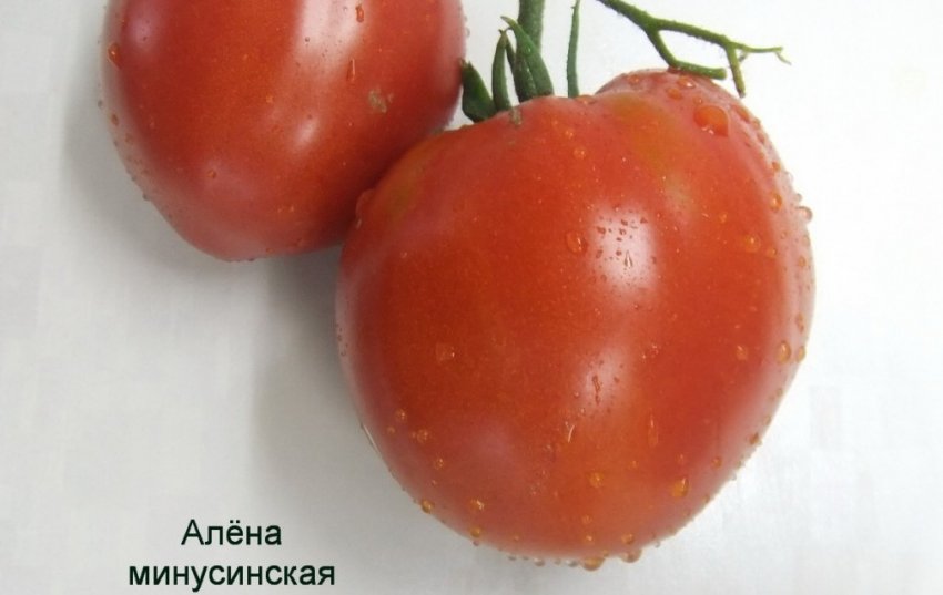 Альона мінусинська