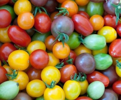 Кращі сорти високорослих томатів для теплиць