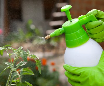 Як правильно обробляти помідори зеленкою і йодом