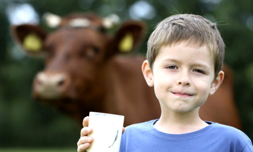 Корова червоногорбатівської породи Корова червоногорбатівської породи