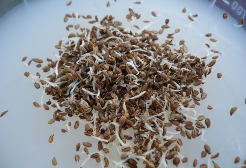 Пророщені насіння моркви Пророщені насіння моркви