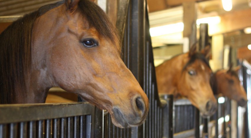 Конюшня Конюшня