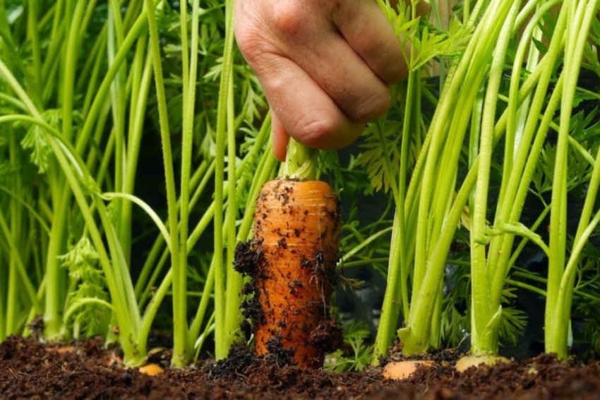 Збір урожаю моркви