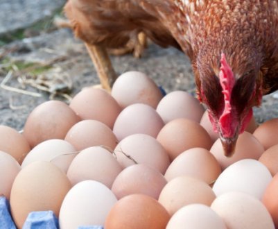 Які кури несуть великі яйця?