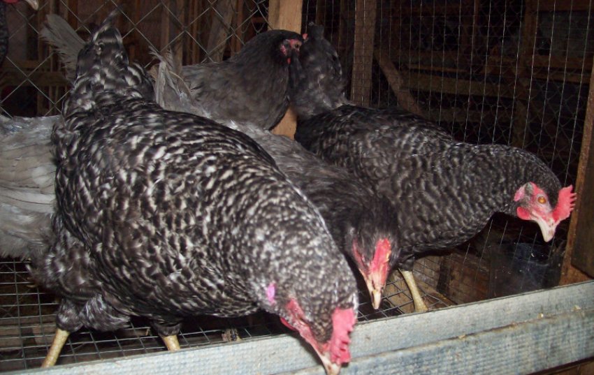 Кури Домінанти Кури Домінанти