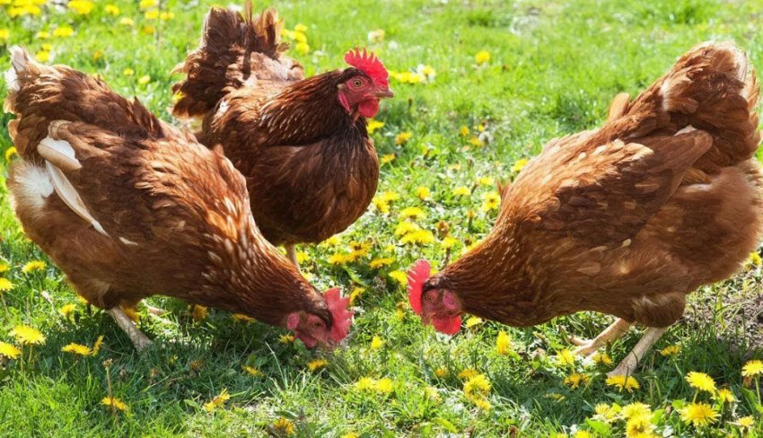 Кури Ломан Браун Кури Ломан Браун