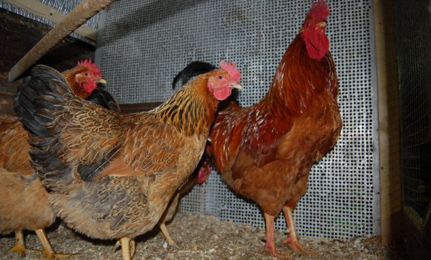 Кучинские ювілейні Кучинские ювілейні