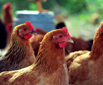 Каліфорнійським птахам заборонили в'їзд у Росію