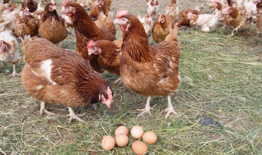 Хайсексы Хайсексы