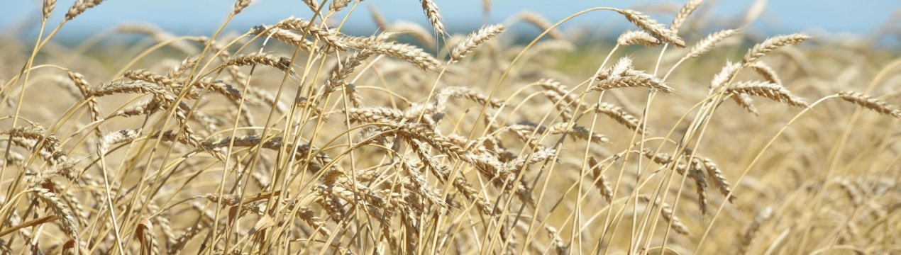 Сибірські селекціонери поділяться з фермерами «ювілейної» пшеницею