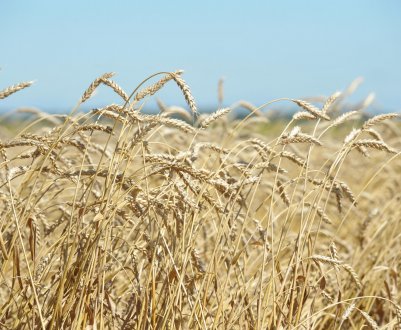 Сибірські селекціонери поділяться з фермерами «ювілейної» пшеницею