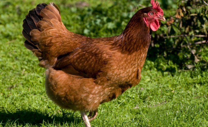 Порода курей Родоніт Порода курей Родоніт