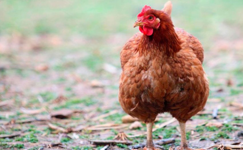 Порода курей Хай Лайн Порода курей Хай Лайн