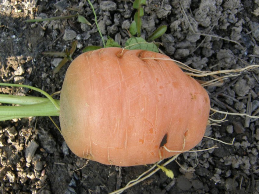 Морква Каротель паризька