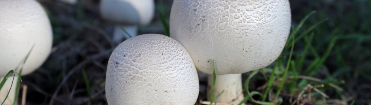 Українські грибники за тиждень виростили двокілограмовий печериця