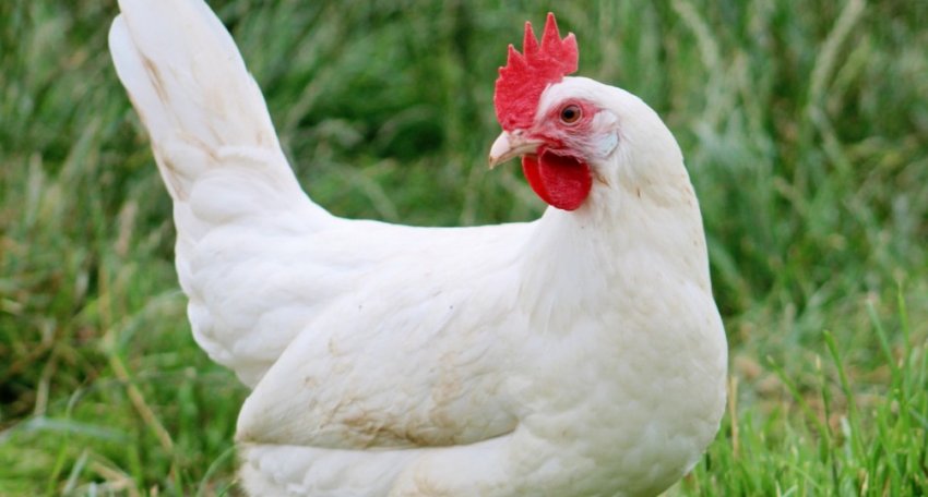 Російська біла Російська біла